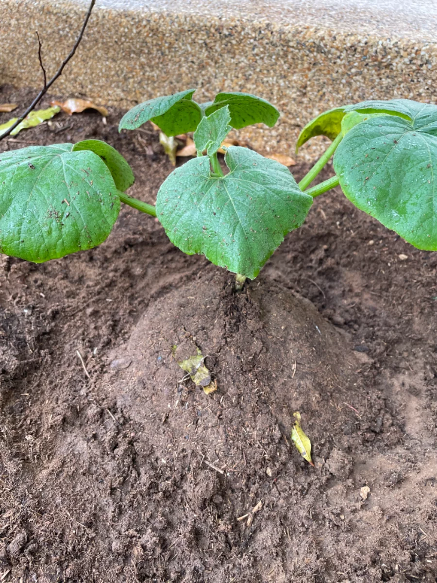Plant de courge butternut