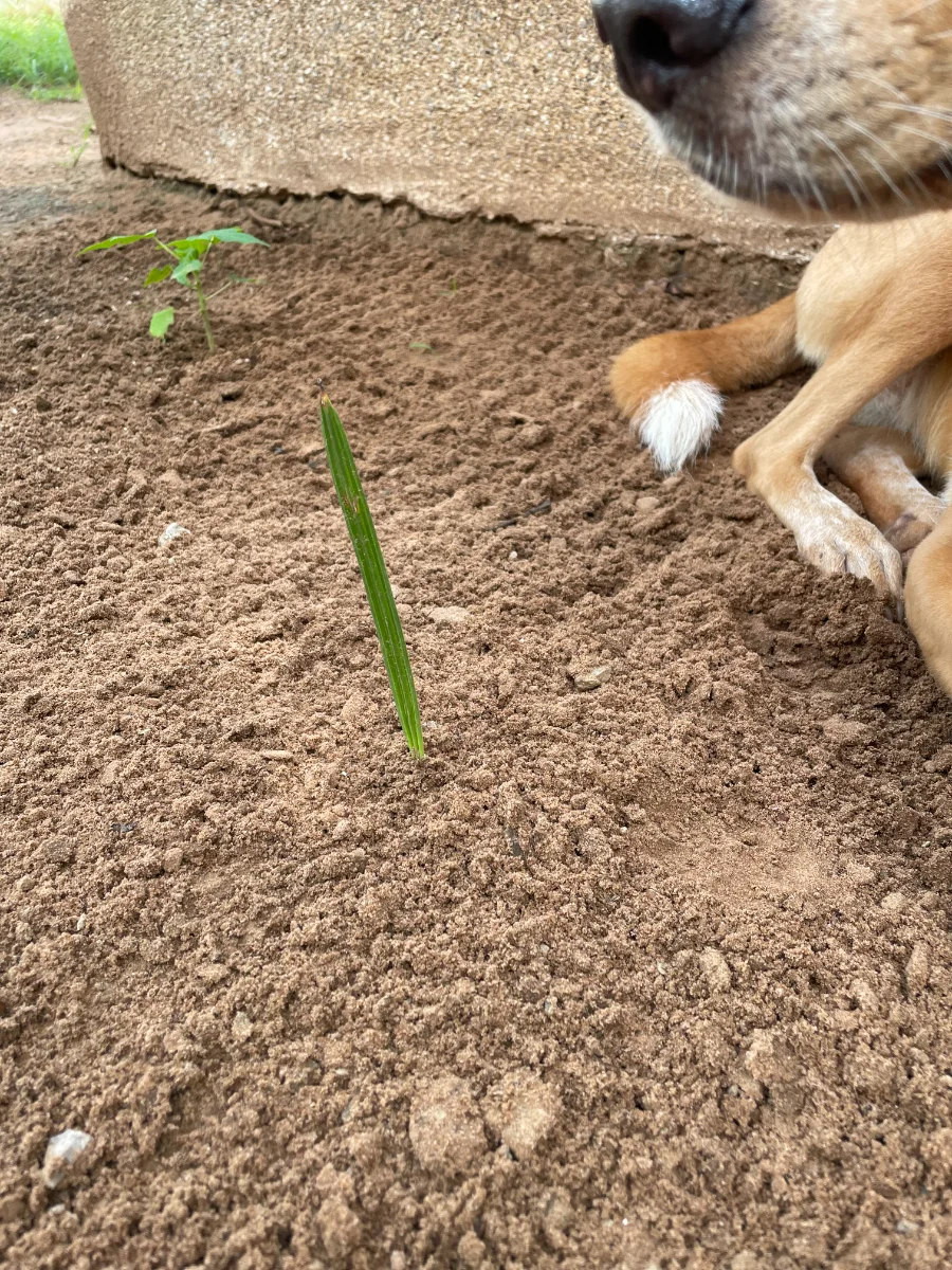Plant de papayer, jeune pousse de dattier, magnifique museau de chien !