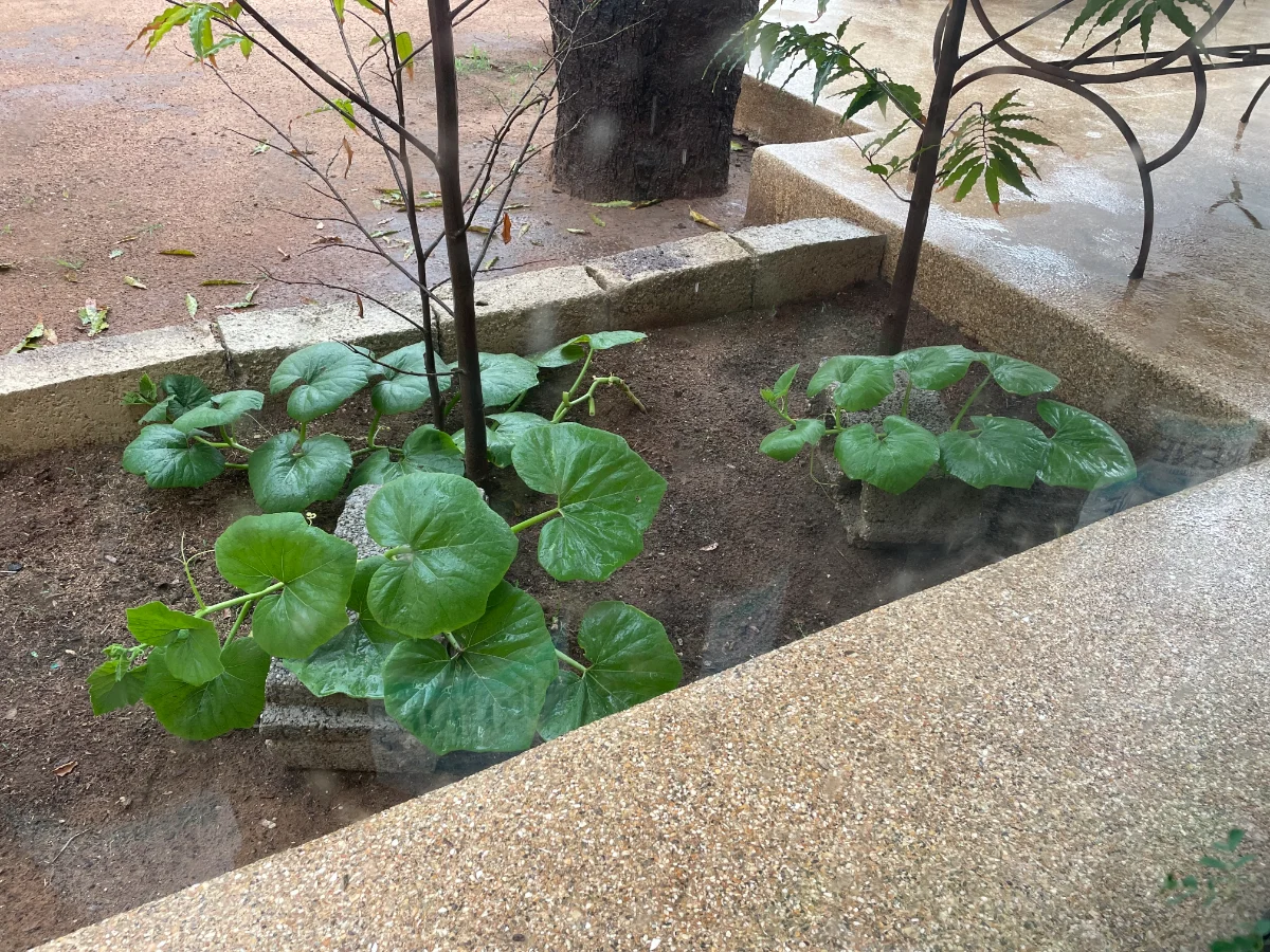Plants de courges sous la pluie