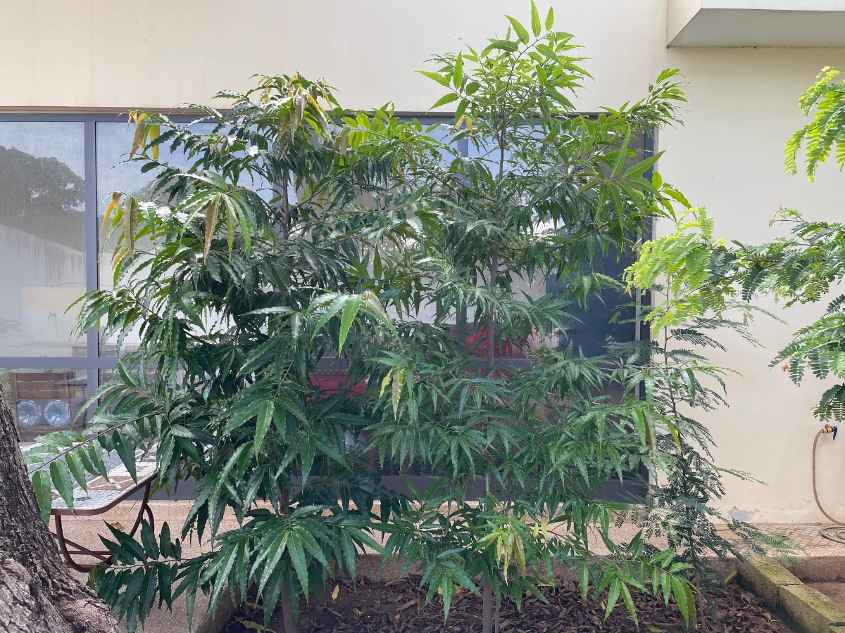 (Polyalthia longifolia)