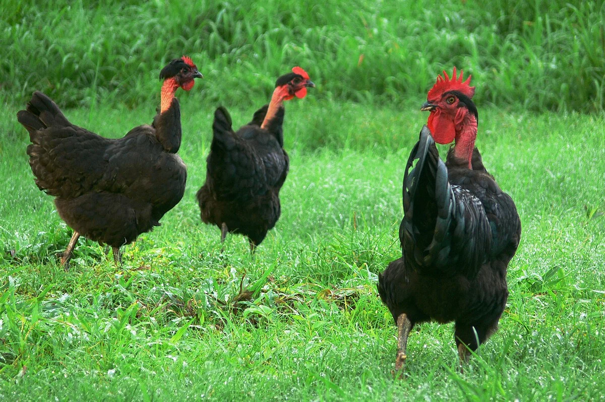 Poules colorées cou nu noires