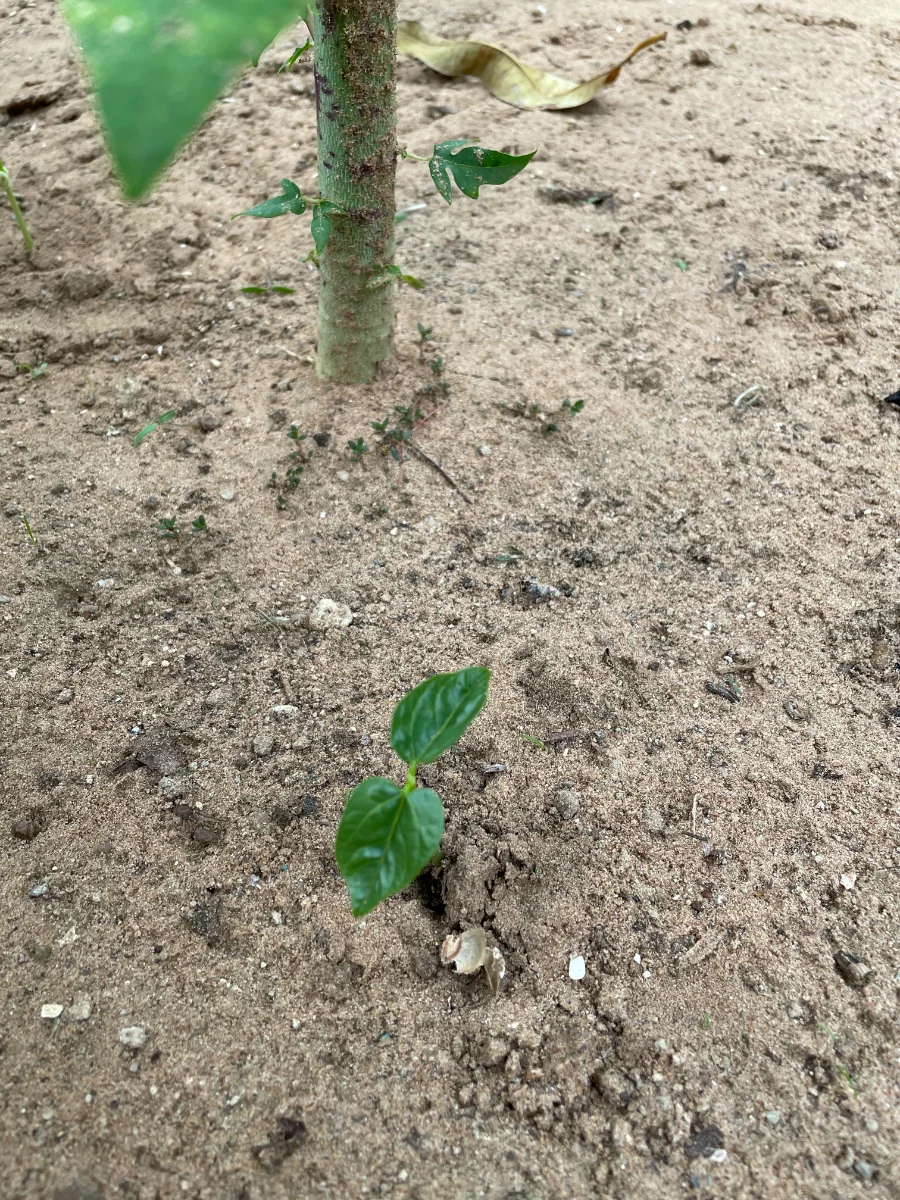 Pousse d'haricot niébé