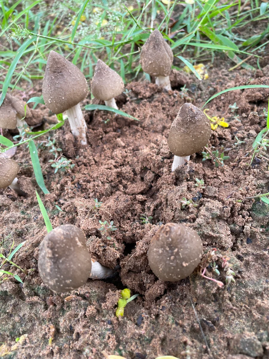 Poussée de champignons inconnus