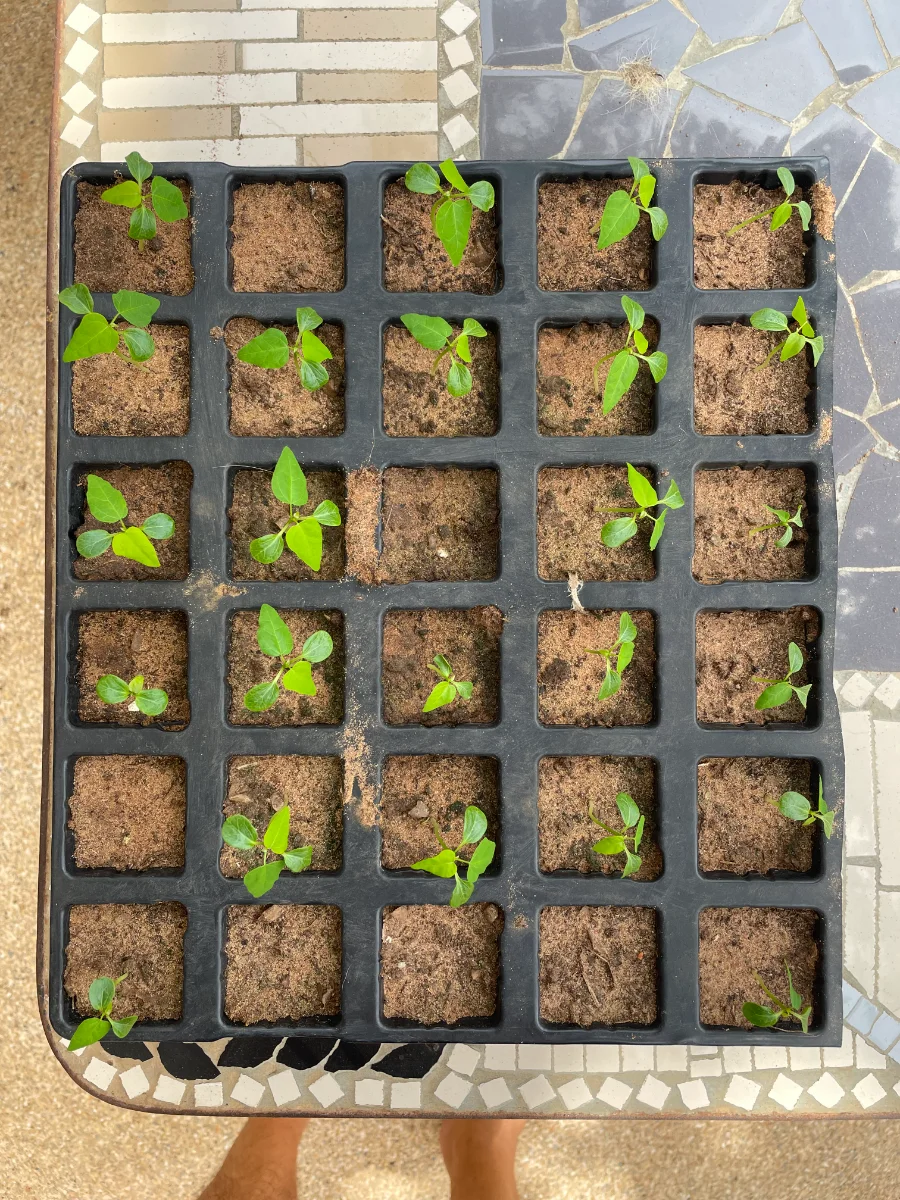 Pousses de papayers 18 jours après le semis