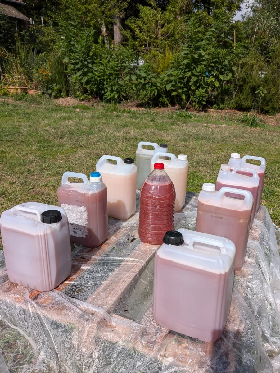 PSB - Culture de bactéries photosythétiques