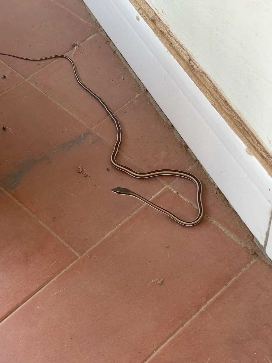 Serpent sur la terrasse (orvet)