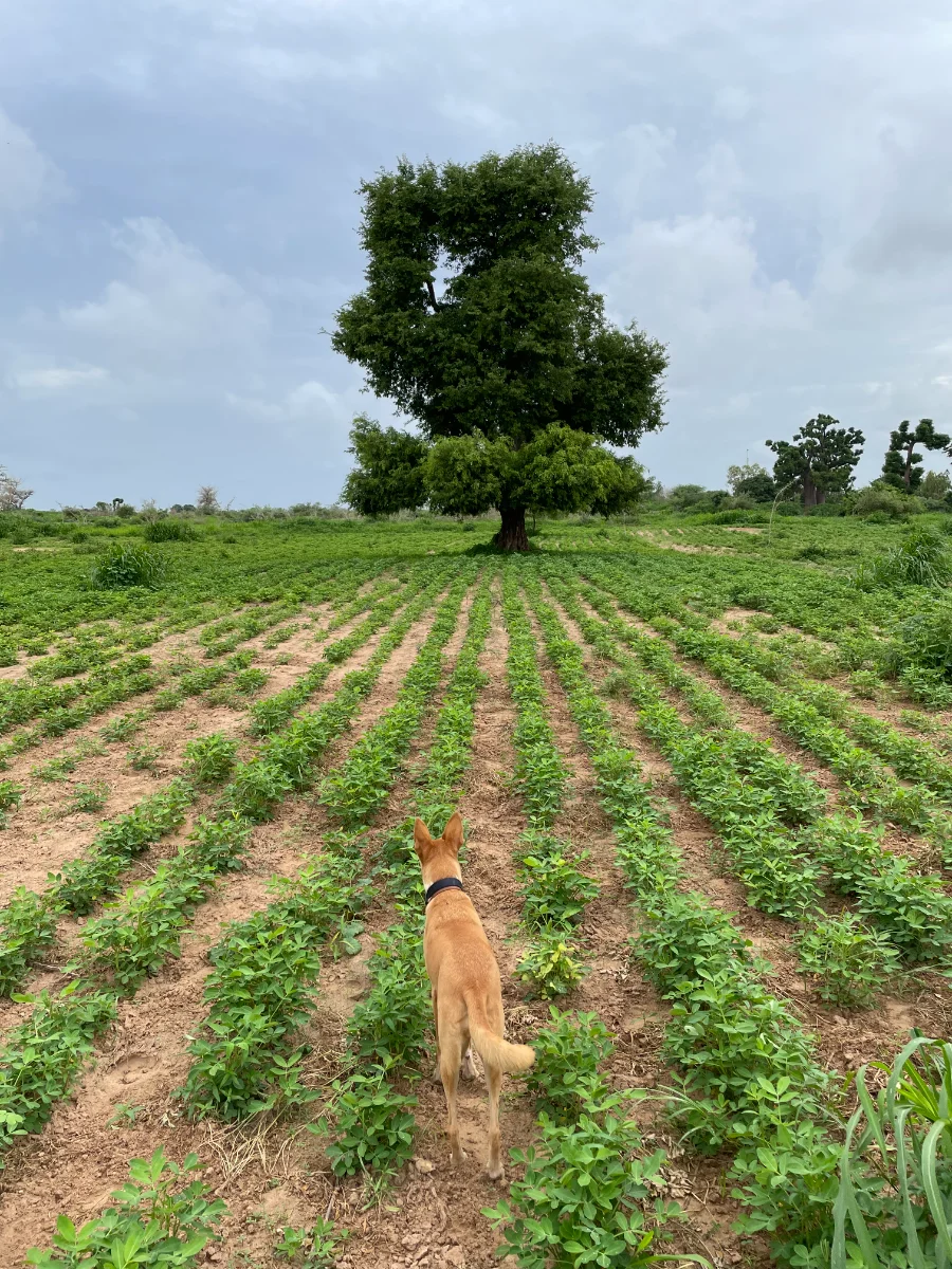 Tamarinier au milieu des cultures d'arachide