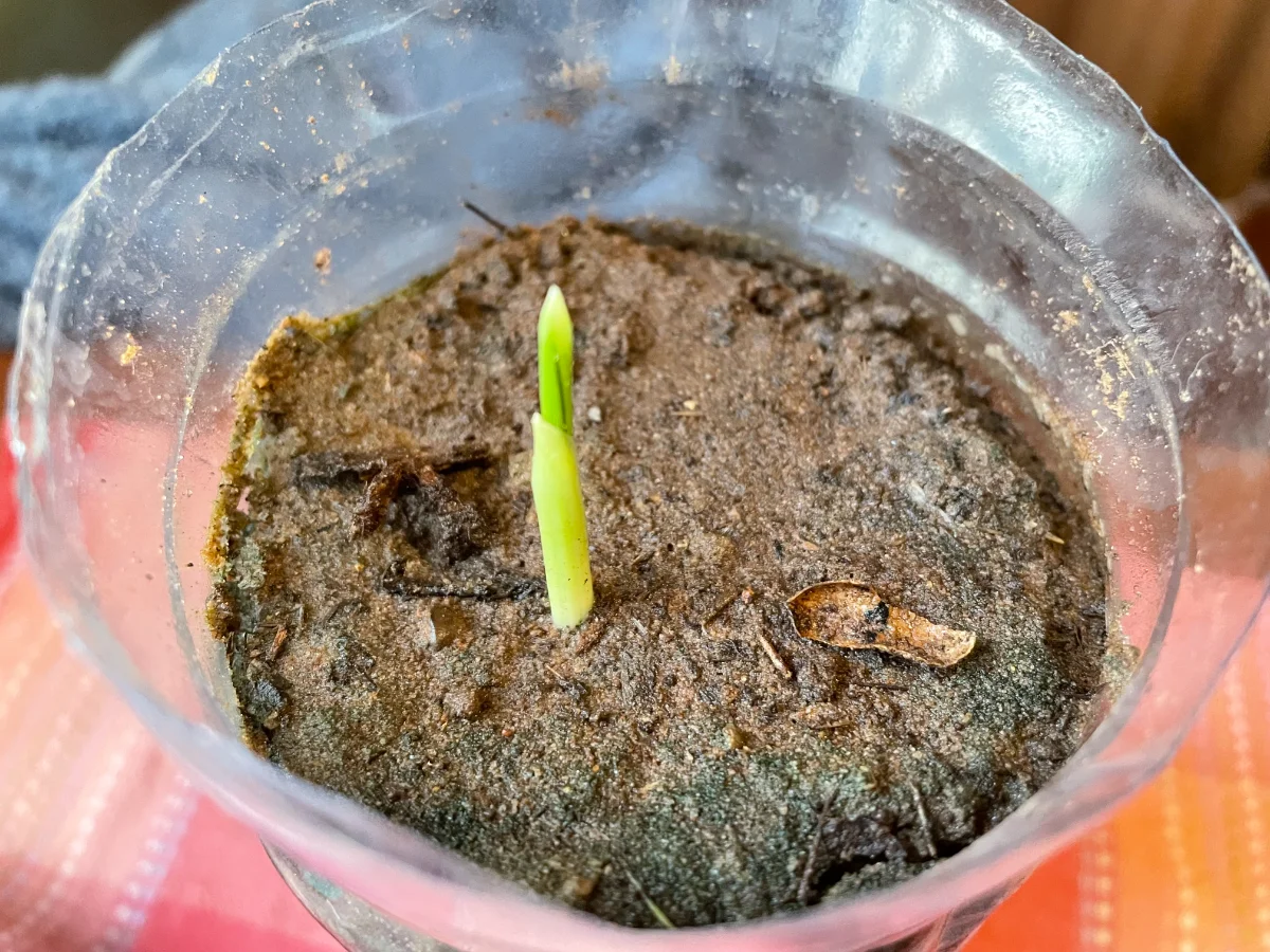 Très jeune plant de palmier dattier