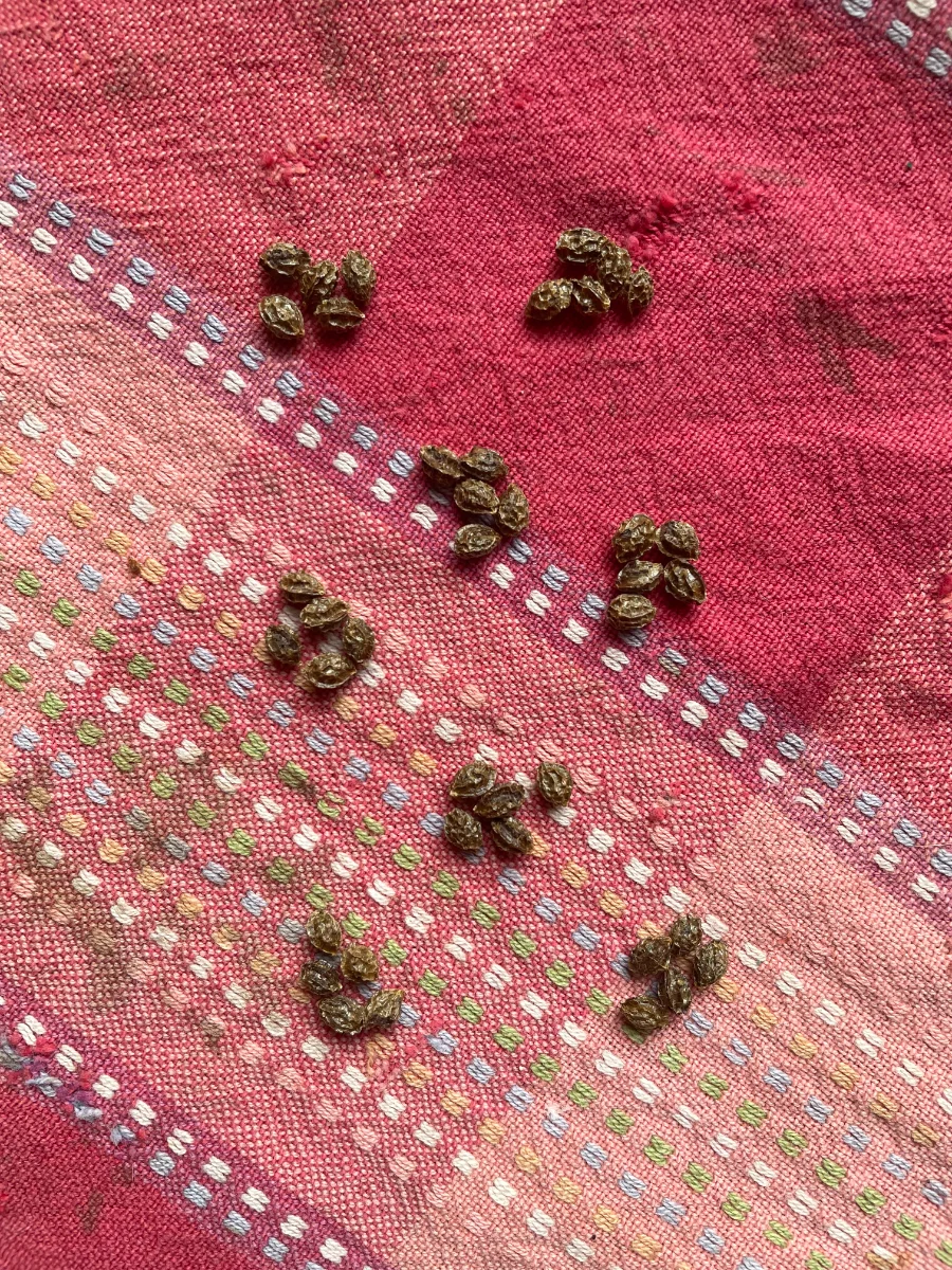 Tri des graines de papayes