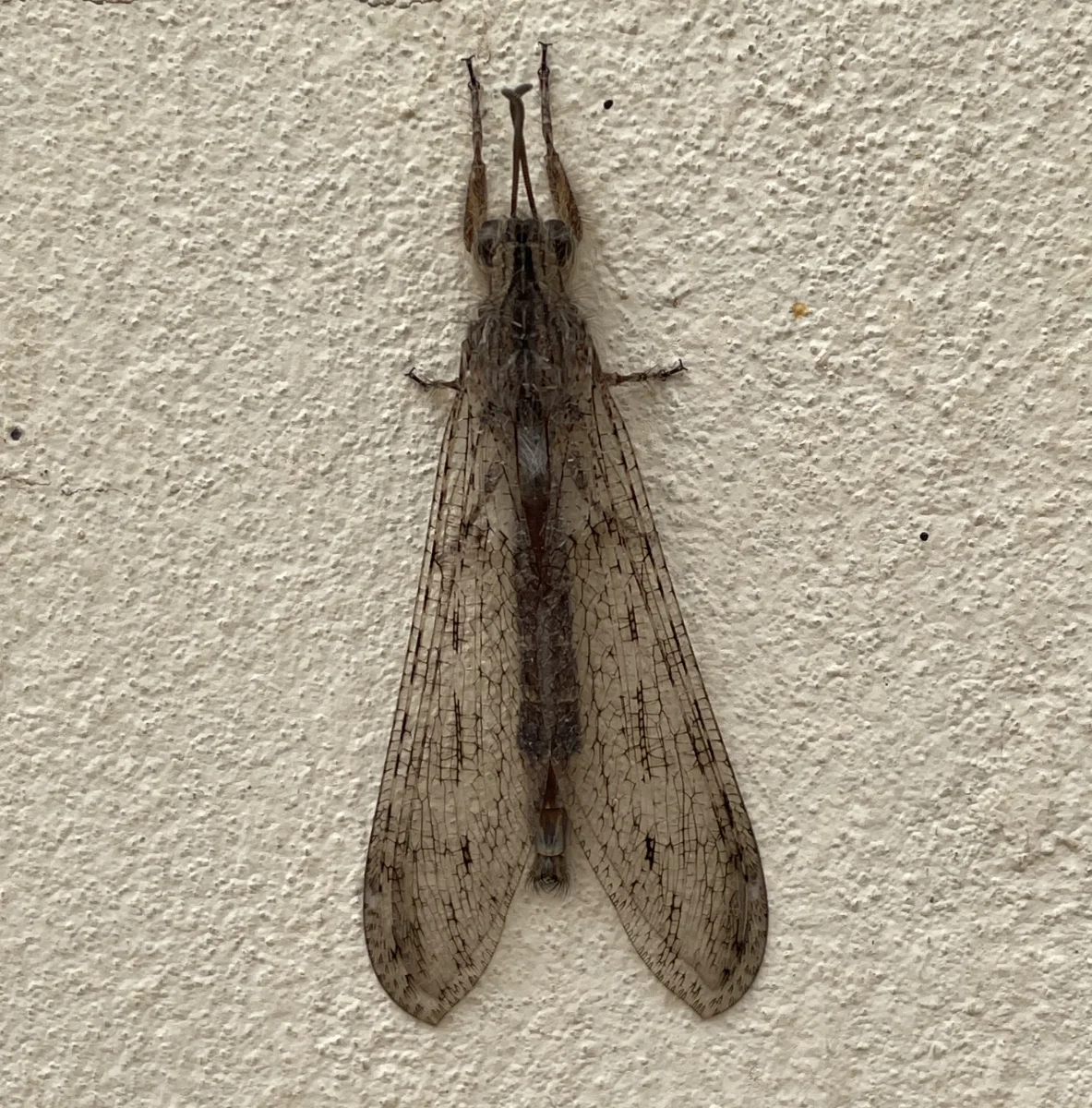 Un insecte à identifier