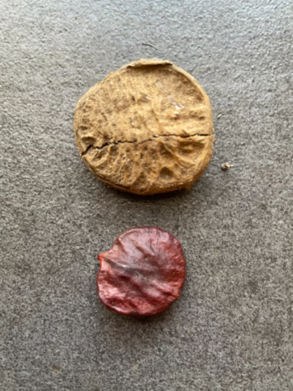 Un noyau. une graine. Et un fruit ?