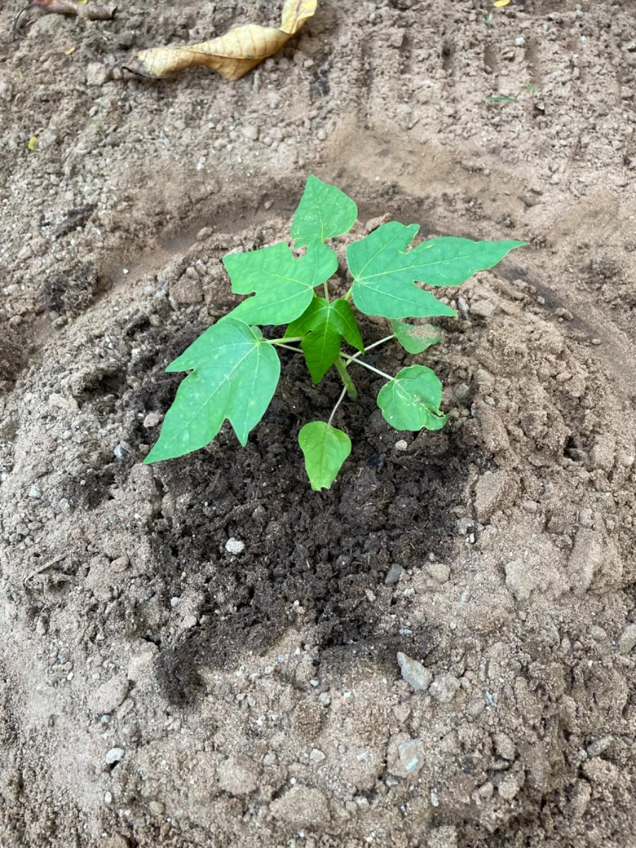 Un peu de compost pour le papayer