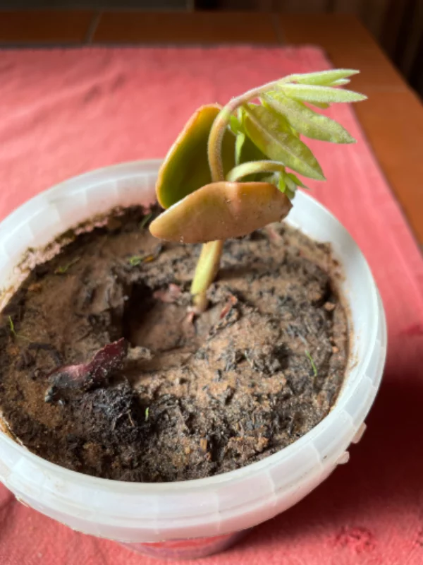 PermaForo - Un fruit inconnu... pour l'instant (petit détar)