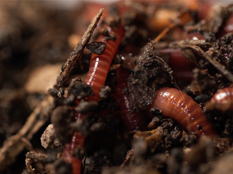 agricultureduvivant.org