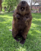 PermaForo - Les visiteurs de la nuit…